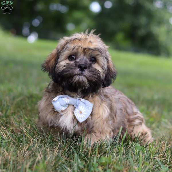 Buddy, Lhasa Apso Puppy